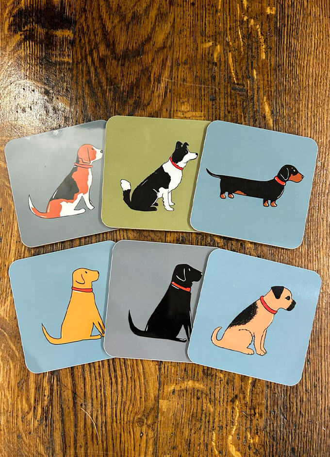 Sweet William | Coaster | Dachshund